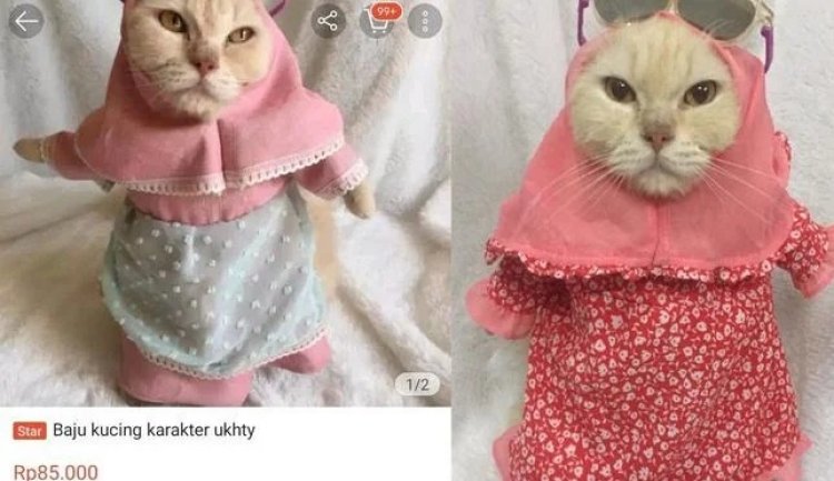 Viral! Online Shop Jual Hijab Syar'i untuk Kucing, Bikin Gagal Faham Netizen
