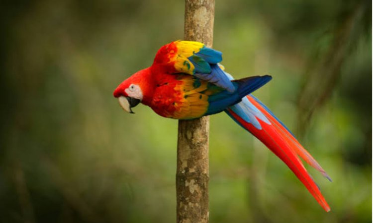 Burung Beo Tiru Kalimat Rayuan, Berhasil Bongkar Perselingkuhan Suami dan Pembantu