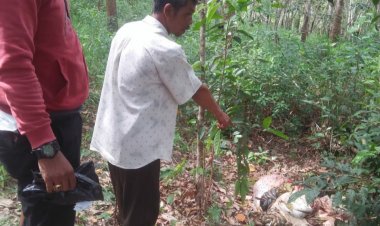Dipancing Pulang ke Rumah, Pencuri Sapi Ini Tak Berkutik Ditangkap Polisi