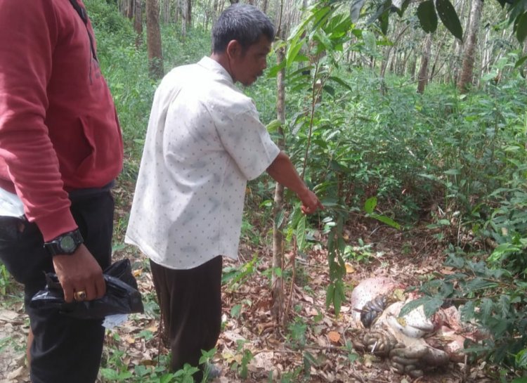 Dipancing Pulang ke Rumah, Pencuri Sapi Ini Tak Berkutik Ditangkap Polisi