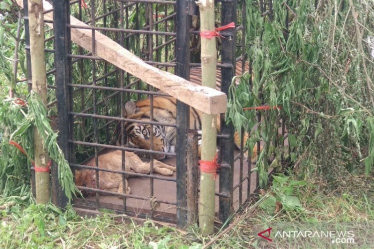BKSDA Tangkap Harimau Berkeliaran di Danau Kembar Solok