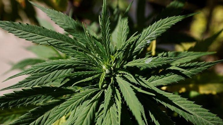 PBB Hapus Ganja dari Daftar Narkoba Berbahaya, Ternyata Ini Manfaatnya...