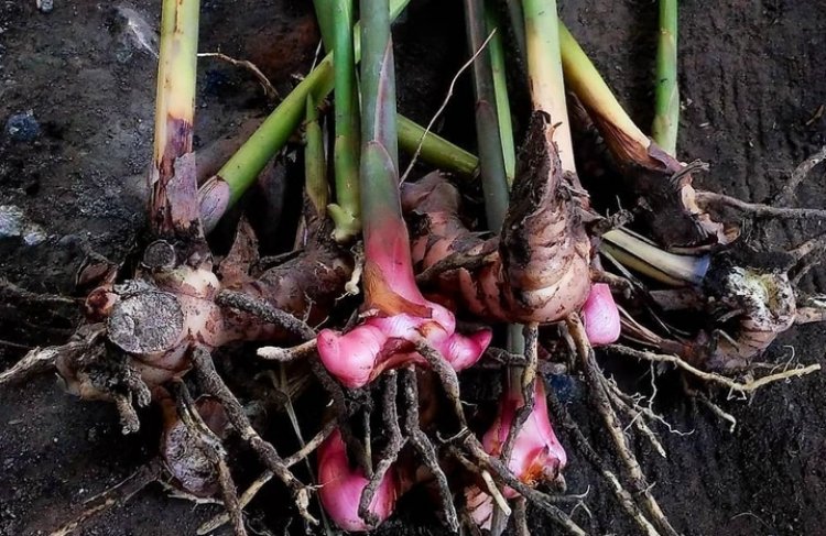 Nih! Lengkuas Dipercaya Mengatasi Impotensi