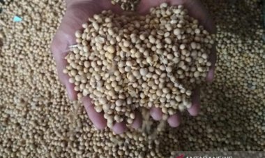 Harga Kedelai Impor di Kudus Tembus Rp9.000 per Kilogram