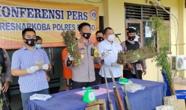 Mengejutkan! Sat Narkoba Polres Bungo Temukan Ladang Ganja di Limbur, Ini Dia Beratnya...