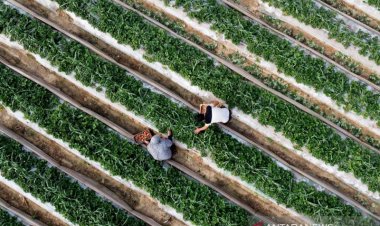 Biadab! Tentara Israel Lepaskan Tembakan ke Arah Petani di Jalur Gaza Selatan