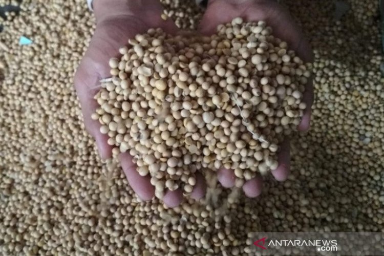 Harga Kedelai Impor di Kudus Tembus Rp9.000 per Kilogram