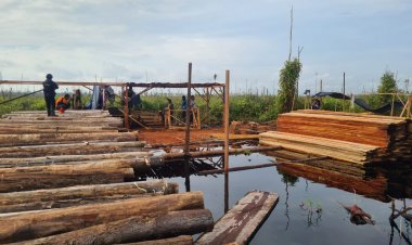 BB Pembalakan Liar di Kumpeh Muarojambi Dievakuasi Polda Jambi, Ini Rinciannya