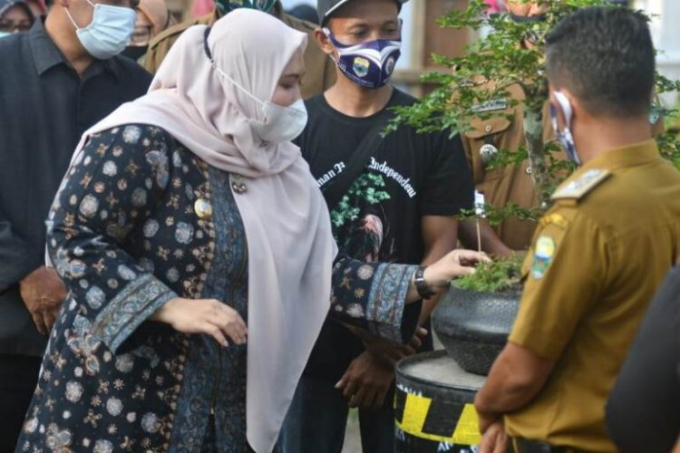 Bupati Masnah Buka Pameran Bonsai di Desa Kasang Lopak Alai