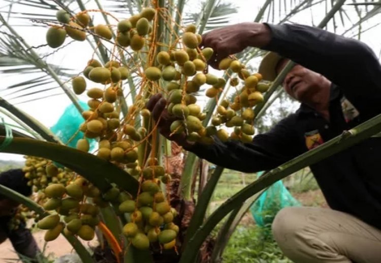 Masya Allah, Petani Aceh Panen Kurma