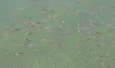 Heboh Ribuan Ikan Muncul ke Permukaan Laut, Begini Kata Bupati Tapteng