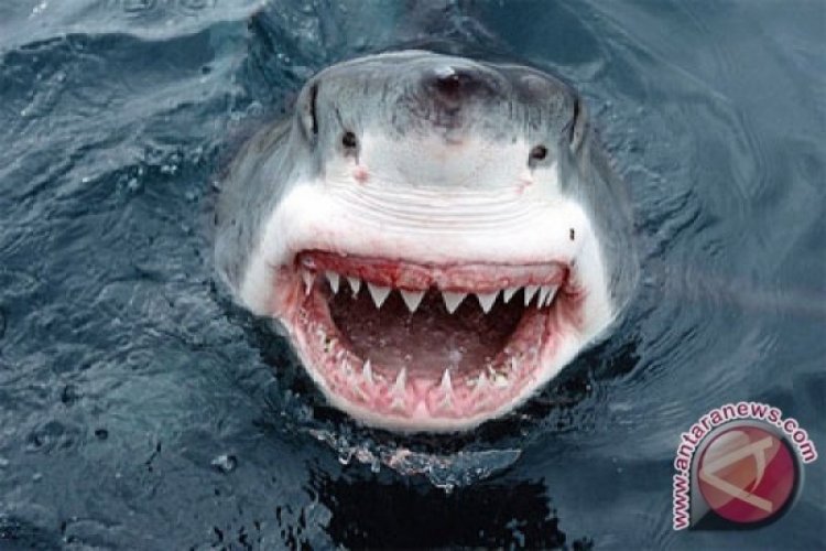 Hiu Bambu Terancam Punah Ini Dilepasliarkan di Teluk Thailand