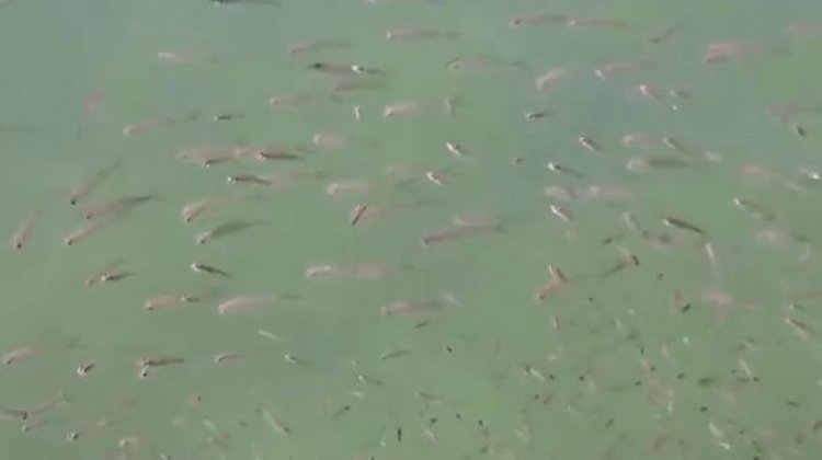 Heboh Ribuan Ikan Muncul ke Permukaan Laut, Begini Kata Bupati Tapteng