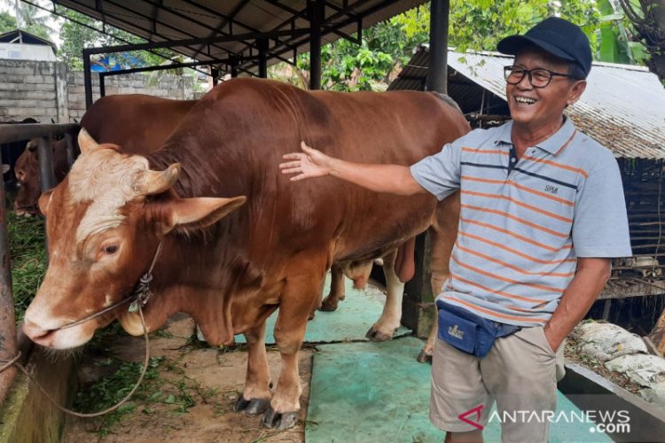 Presiden Jokowi Berikan Sapi Kurban untuk Jambi, Beratnya Hampir 1 Ton