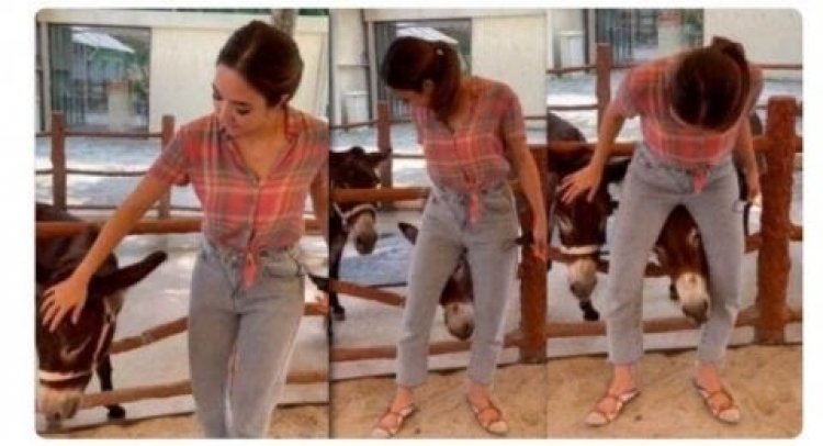 Heboh! Gisella Jepit Kepala Keledai di Selangkangan, Netizen Bawa-bawa Lagi Video Syur yang Viral