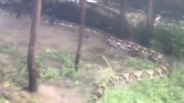 VIRAL! Ular Raksasa Berkeliaran di Kebun Warga