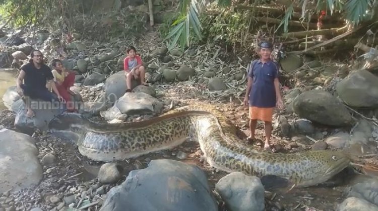 Geger! Warga Tangkap Ikan Seberat 1 Ton, Netizen: Ini Kalau Kesebar di Grup WhatsApp, Keluarga....