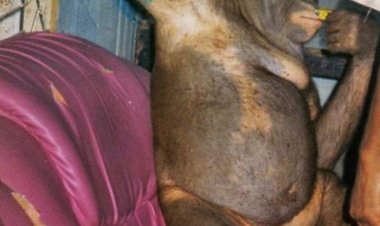 Viral! Kisah Pony Orang Utan Dipaksa Jadi Budak Nafsu Bejat Lelaki di Rumah Bordil