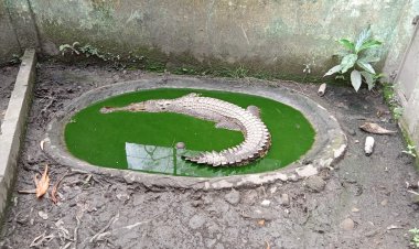 Kondisi Taman Rimba Jambi Tak Terurus, Plt Kepala UPTD: Sudah Tidak Layak Dihuni Lagi