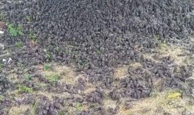 Viral Ribuan Burung Pipit Jatuh ke Tanah di Gianyar, Ada Apa?