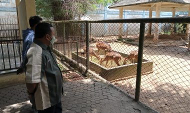 Dianggarkan Rp800 Juta Setahun, Taman Rimba Jambi Malah Tidak Punya Freezer Penyimpanan Makan Hewan