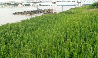 Terendam Banjir, Sawah di Kota Jambi Ini Terancam Gagal Panen