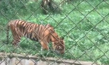 Viral Harimau Kurus Kerempeng Sambil Makan Rumput, DPRD Sentil Menantu Jokowi Ini