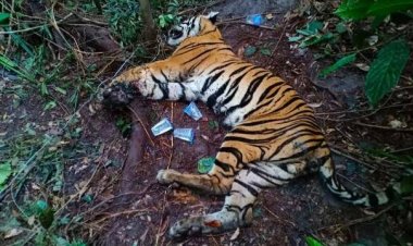 Warga Merangin Tewas Diterkam Harimau, BKSDA Turunkan Tim