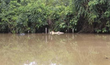 Tidak Terurus, Seekor Buaya Besar di Penangkaran Sungai Gelam Muarojambi Mati Akibat Dimangsa Kawanannya