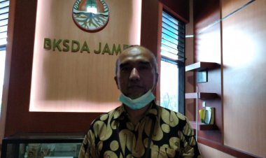 BKSDA Jambi Sebut Ini Penyebab Harimau Terkam Pendulang Emas di Merangin