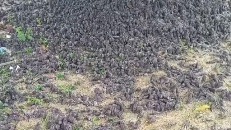 Viral Ribuan Burung Pipit Jatuh ke Tanah di Gianyar, Ada Apa?