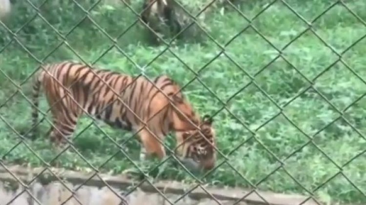Viral Harimau Kurus Kerempeng Sambil Makan Rumput, DPRD Sentil Menantu Jokowi Ini