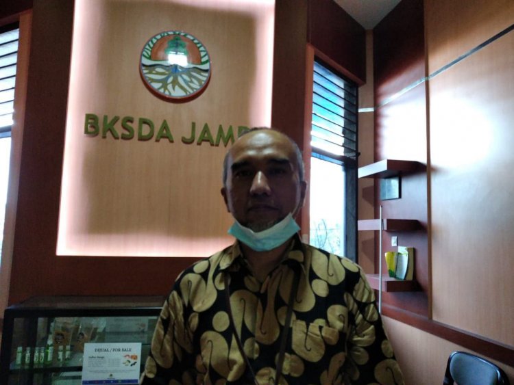 BKSDA Jambi Sebut Ini Penyebab Harimau Terkam Pendulang Emas di Merangin