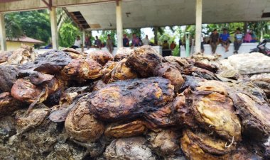 Alhamdulillah, Harga Karet di Muarojambi Berangsur Naik