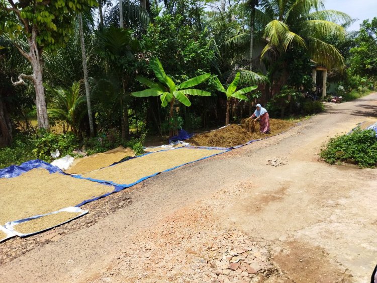 Sawah Terendam, Warga di Muarojambi Ini Terpaksa Panen Padi Lebih Awal