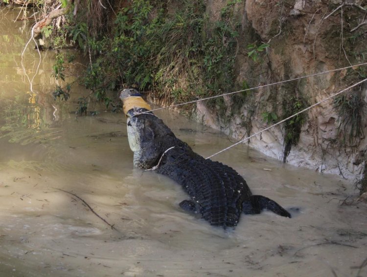 Hingga Hari Ini, Sudah Puluhan Buaya yang Dievakuasi dari Penangkaran Terlantar di Muarojambi