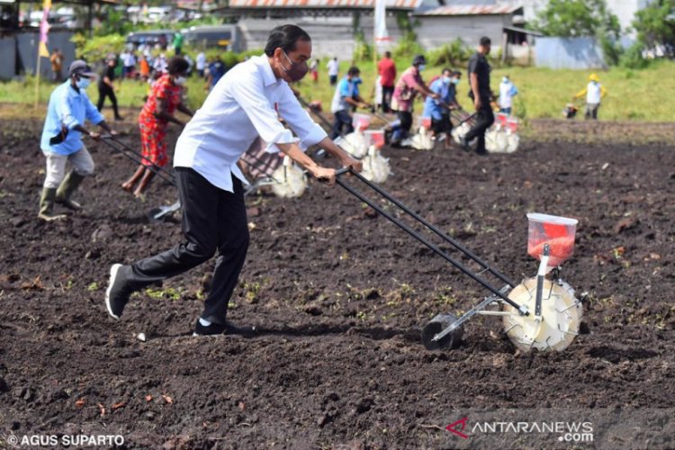 Jokowi Minta Sorong jadi Daerah Produsen Utama pertanian: Ada 11 Ribu Hektar Tanaman Jagung