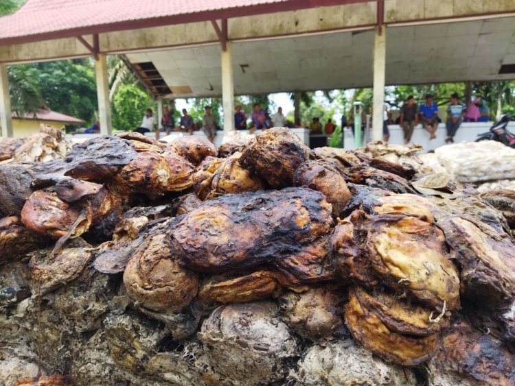 Alhamdulillah, Harga Karet di Muarojambi Berangsur Naik