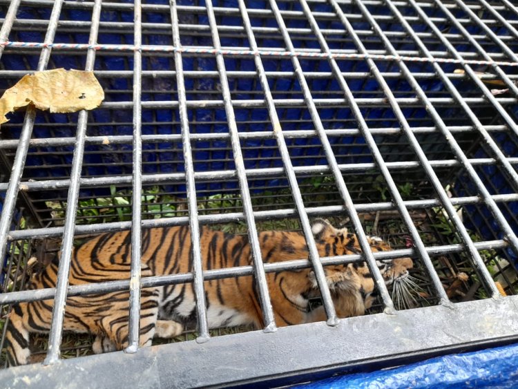 Akhirnya, Harimau yang Menerkam 3 Warga Renah Pembarap Merangin Ini Berhasil Ditangkap