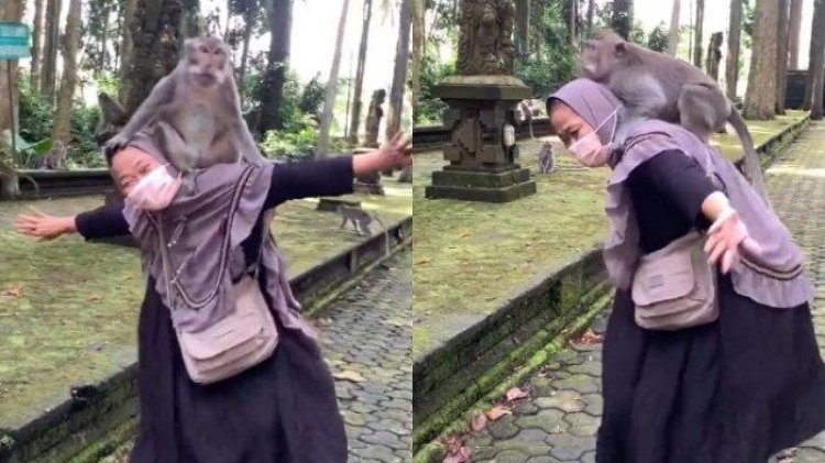 Viral! Aksi Emak-emak Berjoget Sambil Gendong Monyet Besar