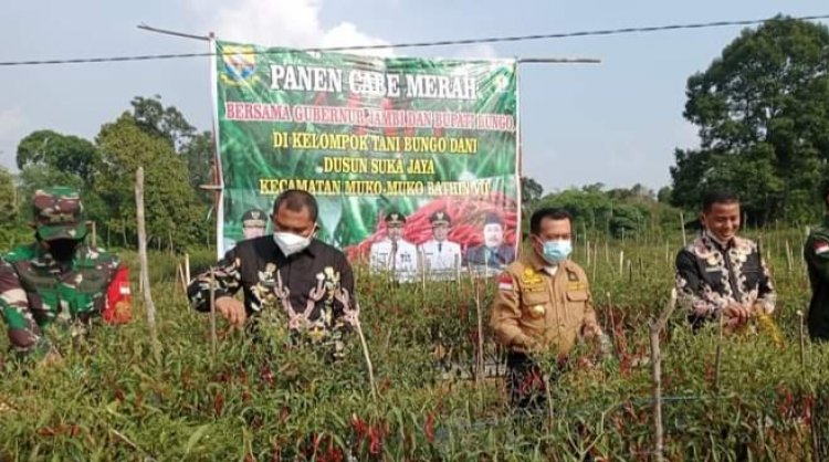 Bupati Bungo Mashuri dan Gubernur Jambi Tanam Kedelai Serta Panen Cabai