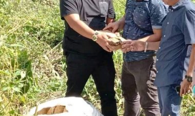 Warga Temukan Ganja 80 Kg di Pinggir Jalinsum, Polisi: Pelaku Masih Dicari
