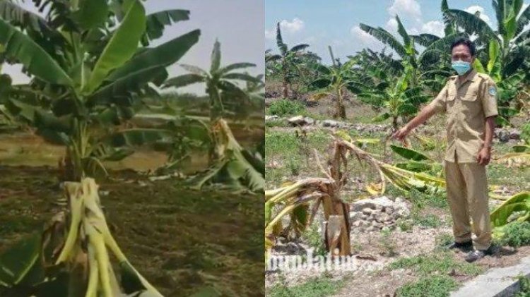 Koplak! 9 Bocah Ini Rusak 50 Pohon Pisang Demi Konten "Salam dari Binjai"