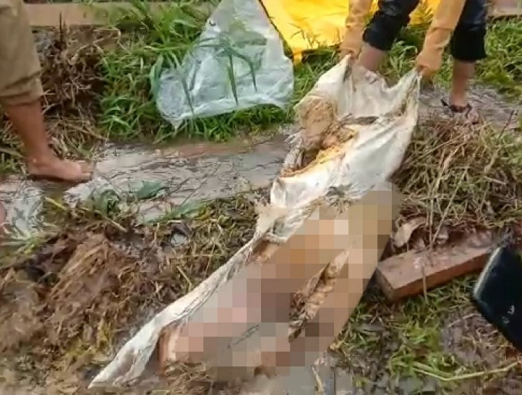 Heboh! Warga Bungo-Jambi Temukan Mayat Perempuan dalam Karung di Benamkan dalam Rawa-rawa