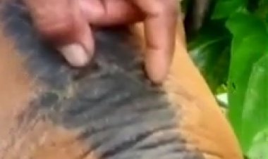 Warga Lopak Aur Batanghari Gempar, Harimau Dikabarkan Mengamuk dan Terkam Ternak Warga hingga Mati