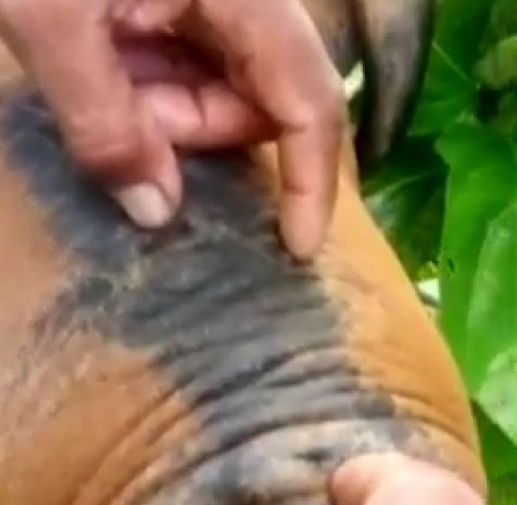 Warga Lopak Aur Batanghari Gempar, Harimau Dikabarkan Mengamuk dan Terkam Ternak Warga hingga Mati