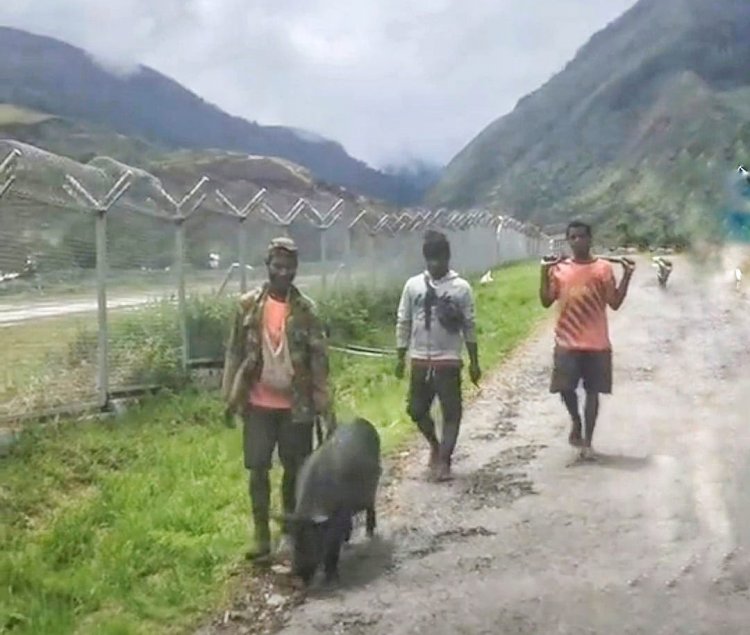 Viral Harga Babi di Papua Senilai Motor, Netizen: Wah Mahal Sekali Ya