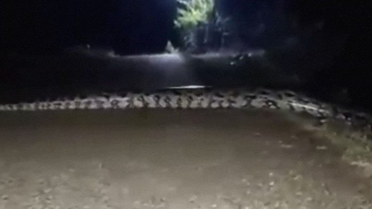 Viral! Disebut Ular Jadi-jadian Menyeberang Jalan di Bojonegoro