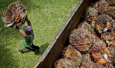 Harga Referensi CPO Turun USD130,11, Harga Biji Kakao Naik USD3,17