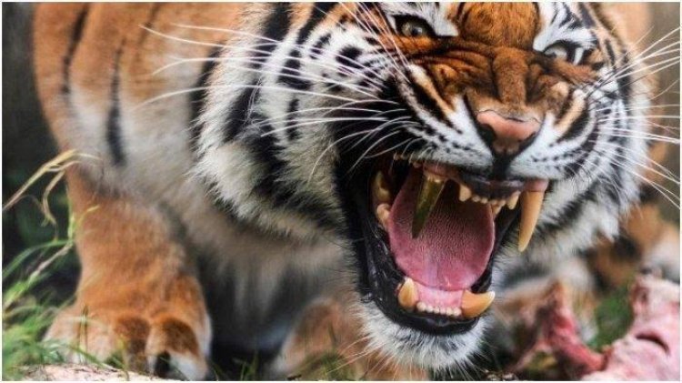 Harimau Kembali Teror Warga Merangin, Belasan Ternak Mati Diterkam di Nalo Gedang